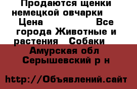 Продаются щенки немецкой овчарки!!! › Цена ­ 6000-8000 - Все города Животные и растения » Собаки   . Амурская обл.,Серышевский р-н